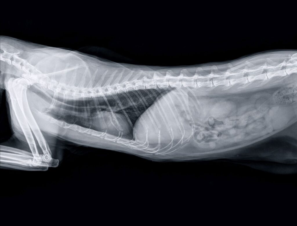 prisão de ventre nos gatos_2 radiografia a gato adulto, lateral frontal