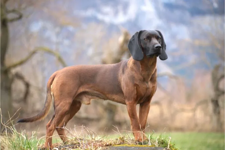 Bayerischer Gebirgsschweisshund Bayerischer Gebirgsschweisshund