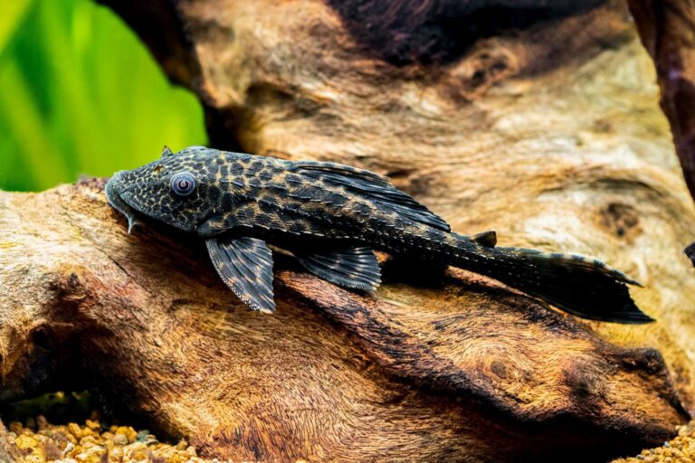 pleco comum perto de uma raiz num aquário