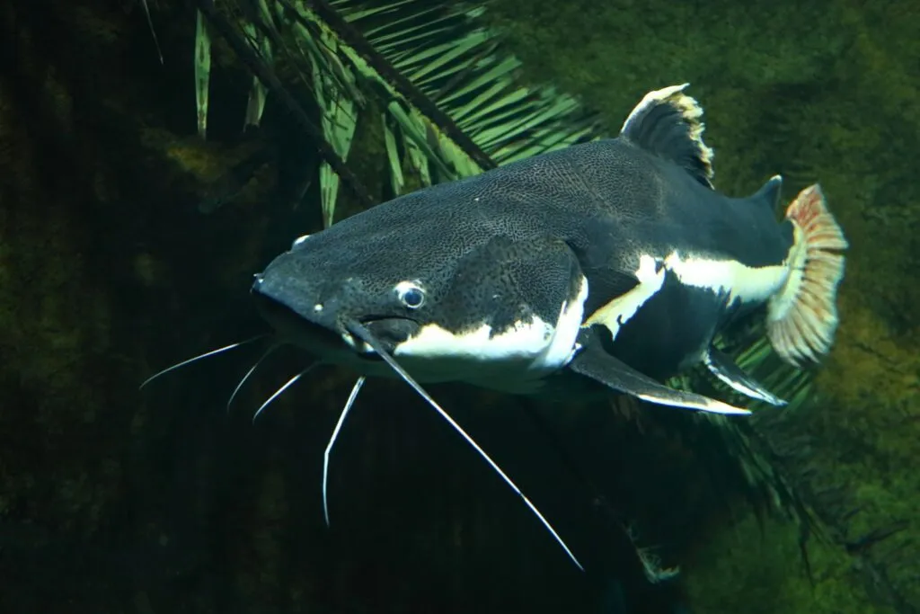 pirarara no mar