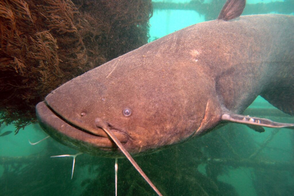 siluro gigante no mar