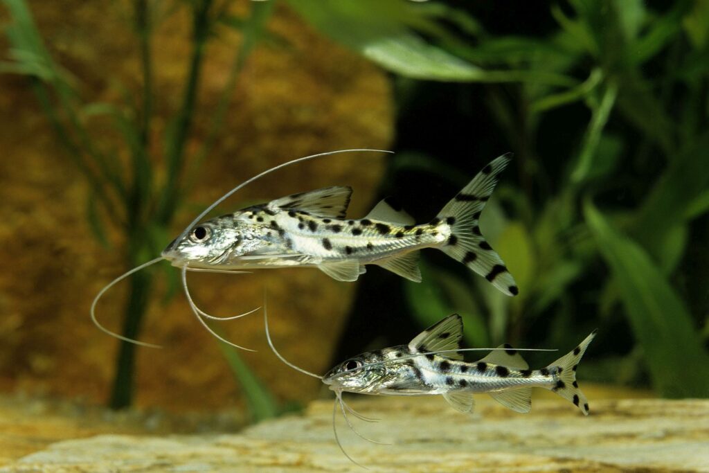 pimelodus pictus ou mandi anão num aquário