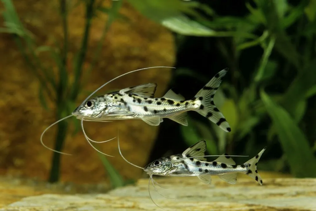 pimelodus pictus ou mandi anão num aquário