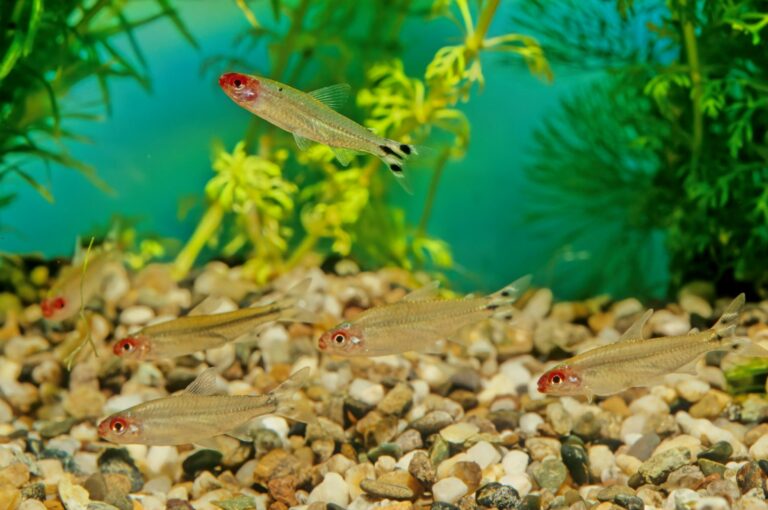 Cardume de peixes tetra nariz de bêbado no fundo do aquário