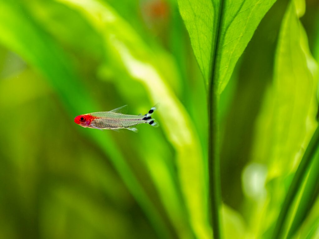 peixe tetra nariz de bêbado sob um fundo verde