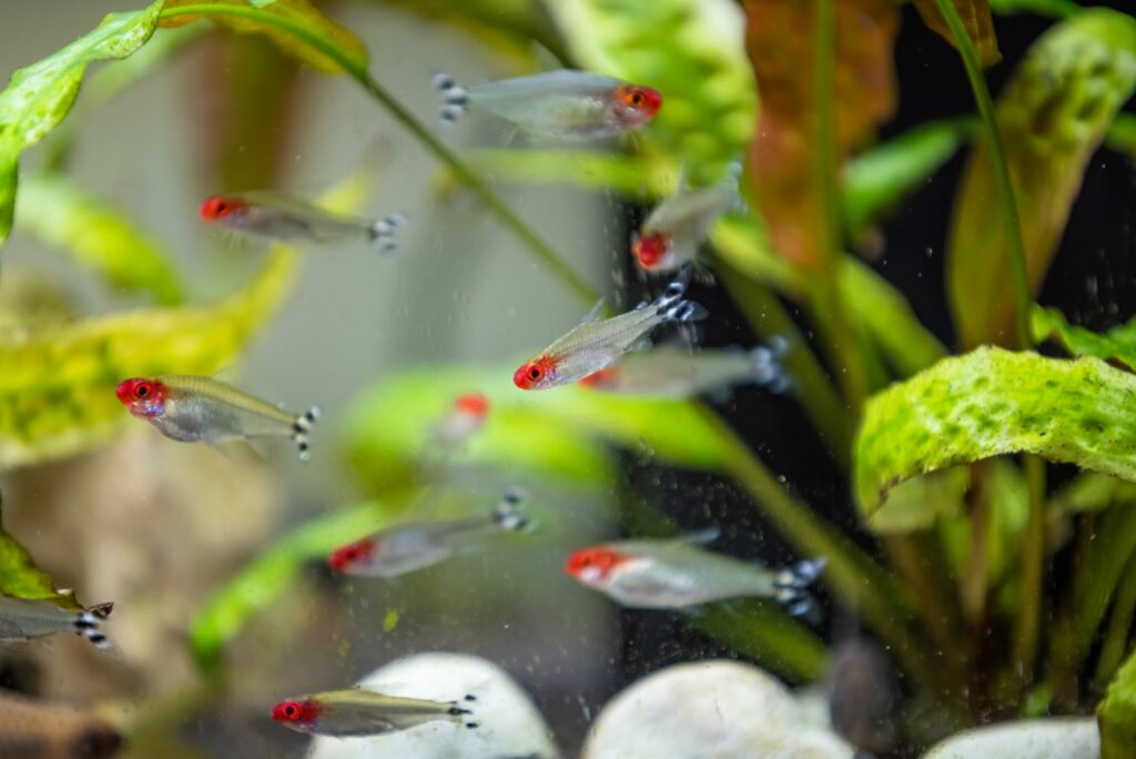 Cardume de peixes tetra nariz de bêbado