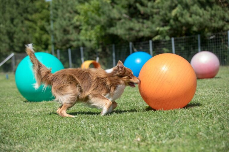 treibball_1 Treibball para cães: cão empurra uma bola cor de laranja num campo com várias bolas