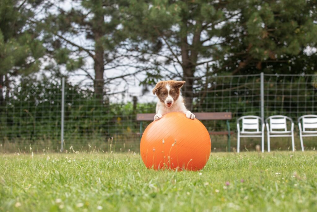 Treibball para cães: cão empurra uma bola num campo de relva