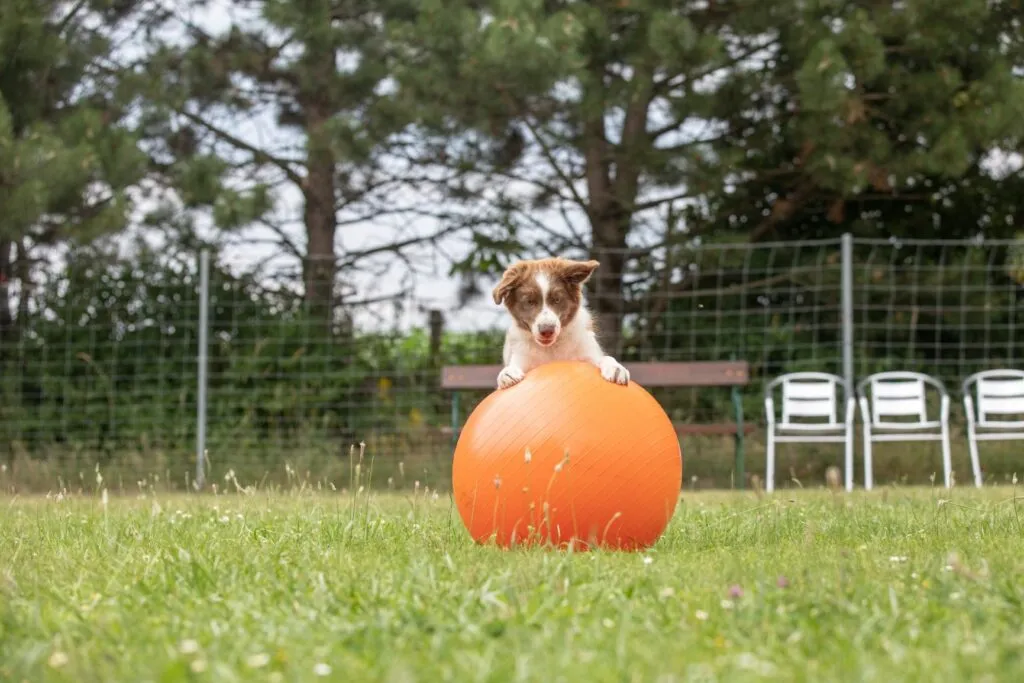 treibball_2 Treibball para cães: cão empurra uma bola num campo de relva