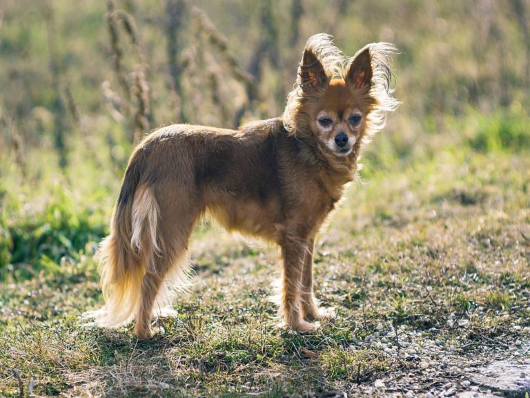 Pequeno cão russo em pé numa floresta