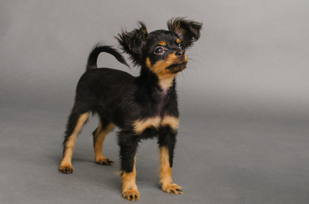 Cute puppy of Russian toy terrier on a gray background. Cachorro da raça cão pequeno russo