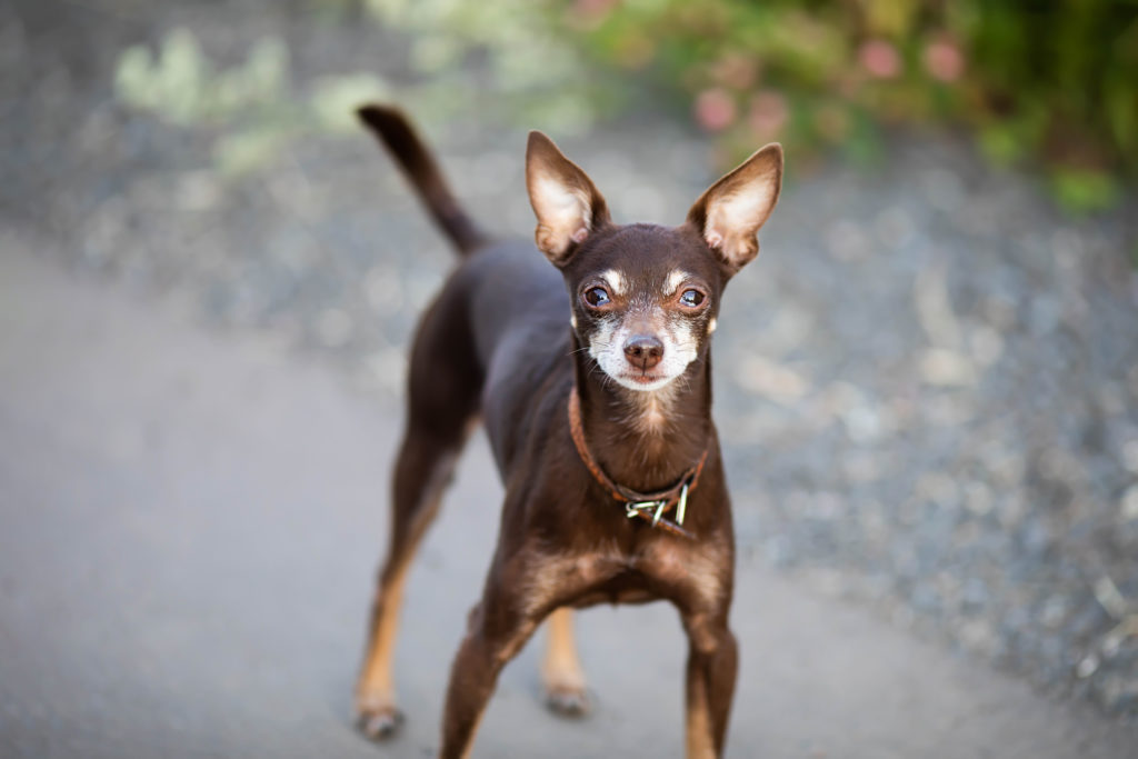 Russian Mini Toy Terrier little dog wearing collar on a walk Pequeno cão russo de pelo castanho