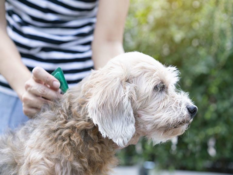 close up woman applying tick and flea prevention treatment to her dog close up woman applying tick and flea prevention treatment to her dog