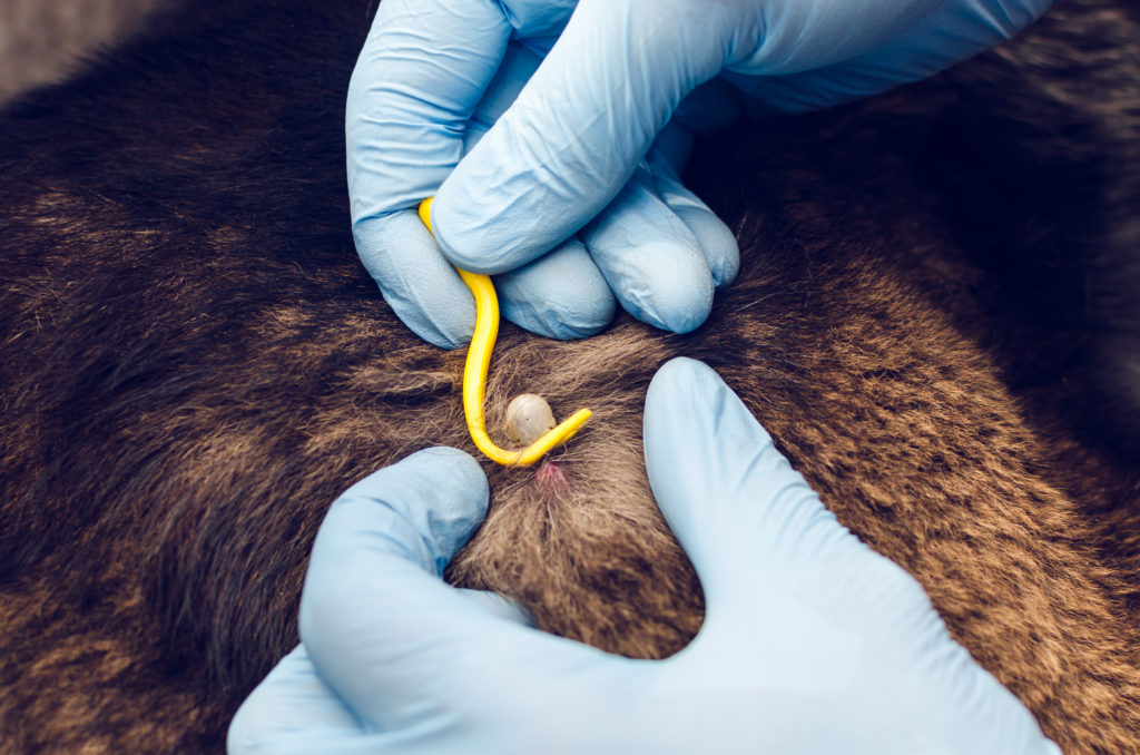 Human hands in blue gloves remove the tick with the hook of the dog Erliquiose Canina: veterinário remove uma carraça de um cão