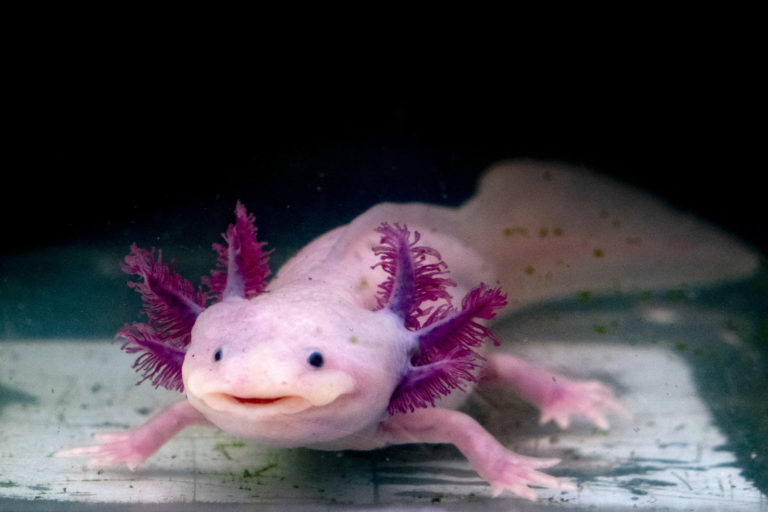 axolote em tons rosa no aquário