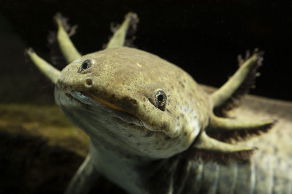 close up da cara de um axolote esverdeado