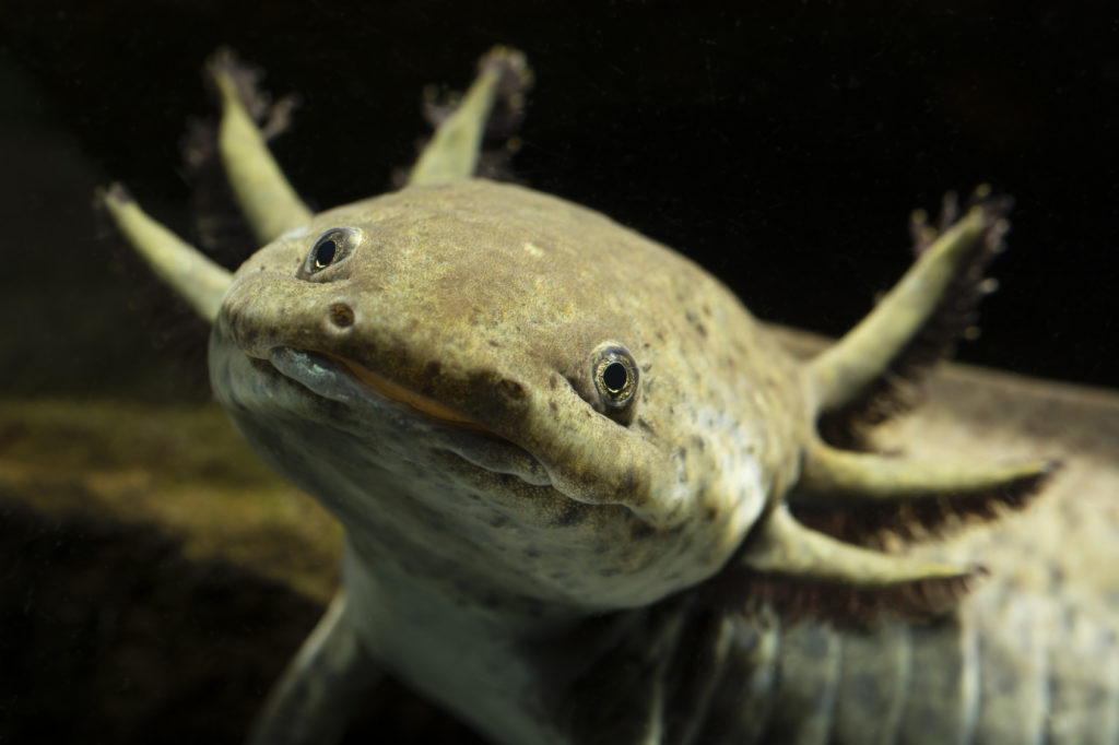 axolote_2 close up da cara de um axolote esverdeado