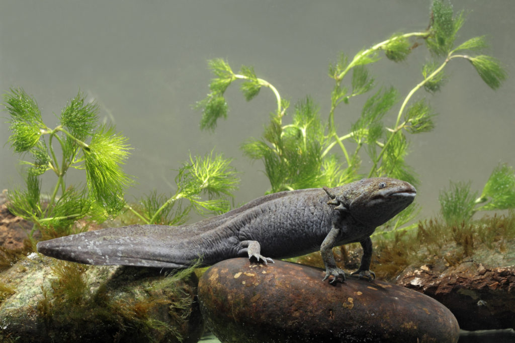 axolote preto/cinzento em cima de uma pedra, ao pé de plantas aquáticas