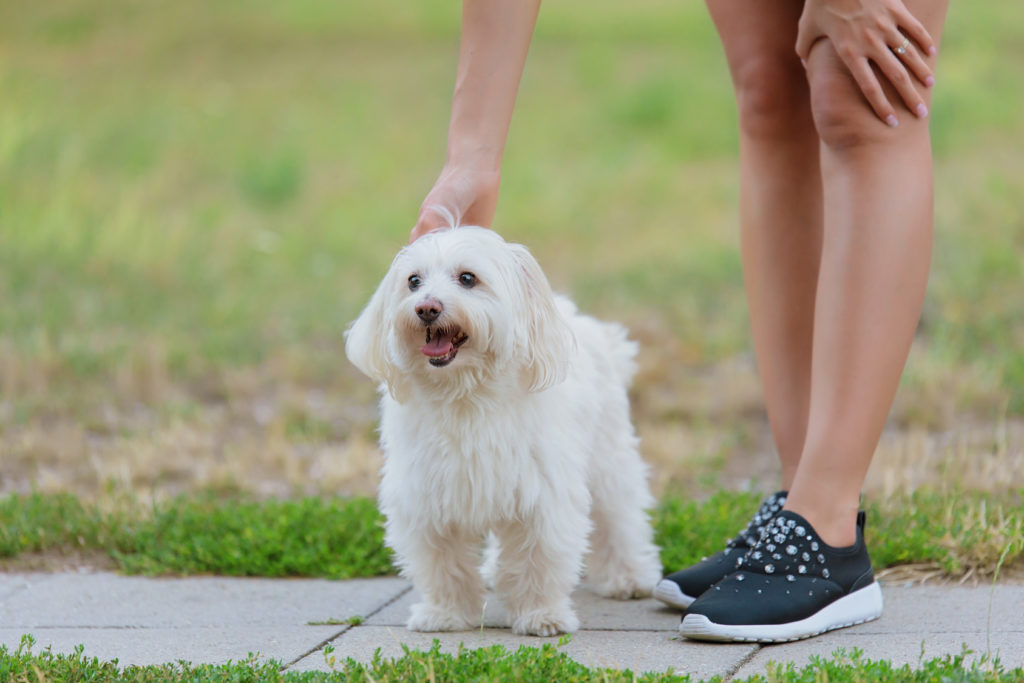 bichon bolonhês a ser acariciado pela dona