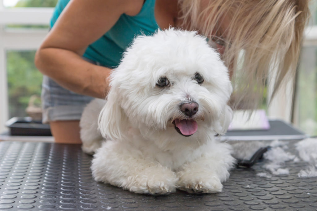 bichon bolonhês a ter o pelo cortado