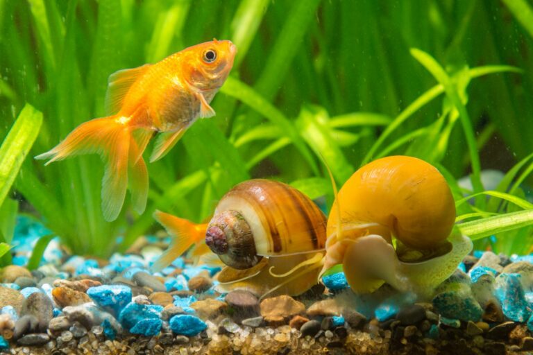 Dois caracóis no aquário e um peixe dourado