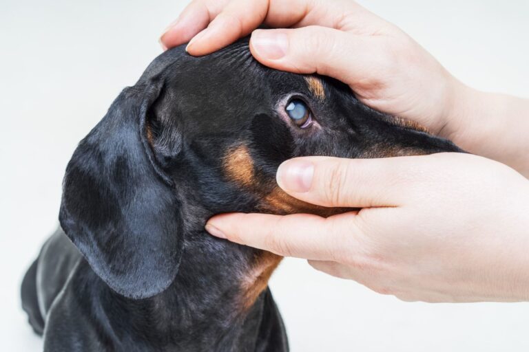 Veterinarian examine on the eyes of a dog dachshund. Cataract eyes of dog. Medical and Health care of pet concept. Cataratas nos cães: Teckel com um olho opaco