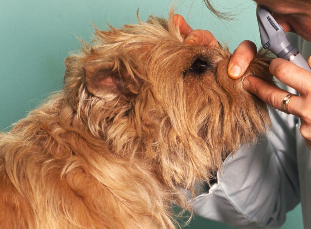 examen des yeux du chien chez le vétérinaire Cataratas nos cães: exame com lâmpada de fenda