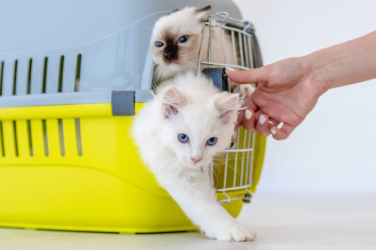 Chegada de um gato: gatinhos a sair de uma transportadora