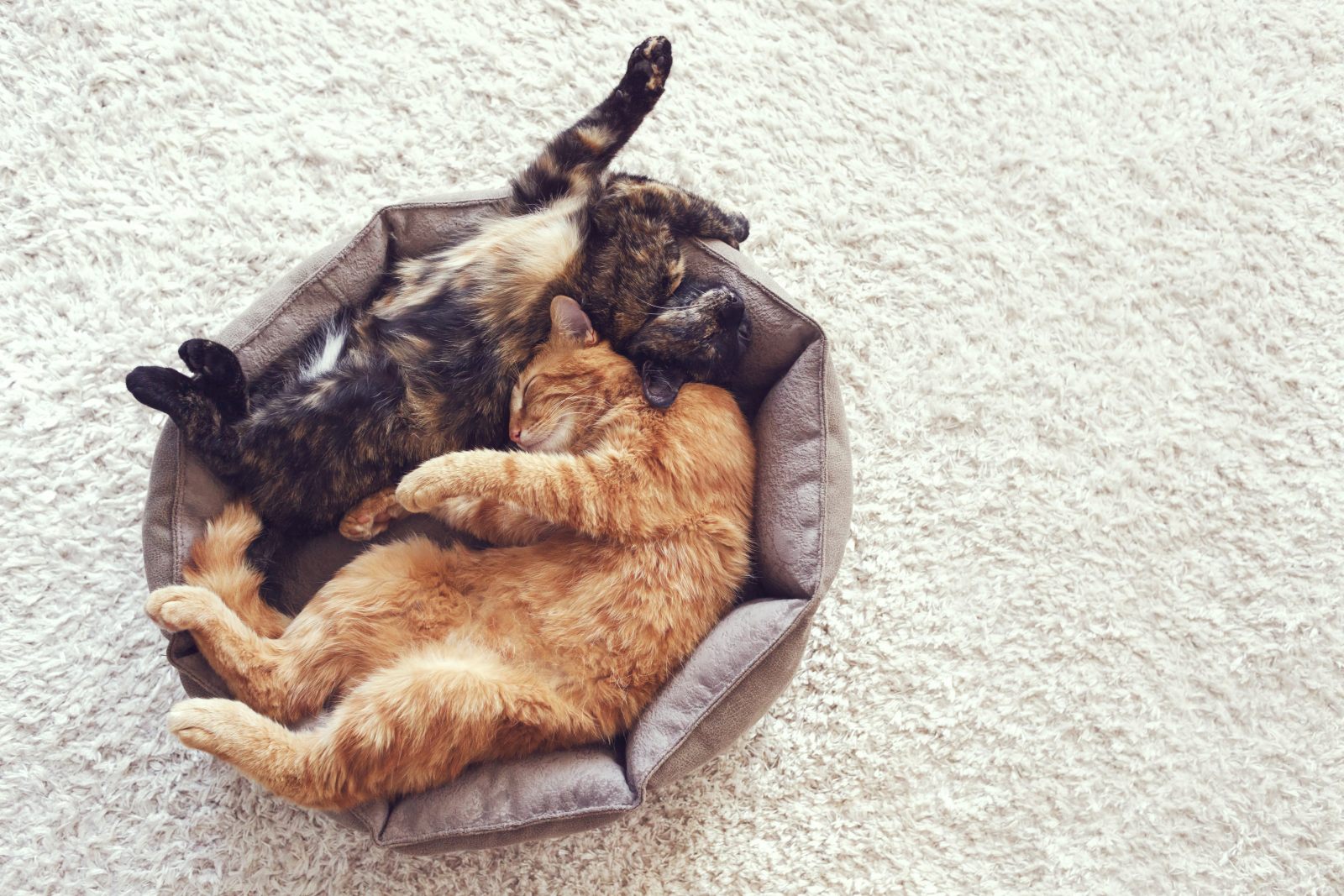 Chegada de um gato: dois gatos deitados numa caminha redonda