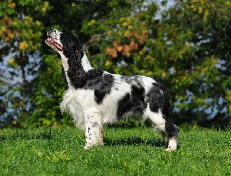 english springer spaniel_1 english springer spaniel preto e branco na relva