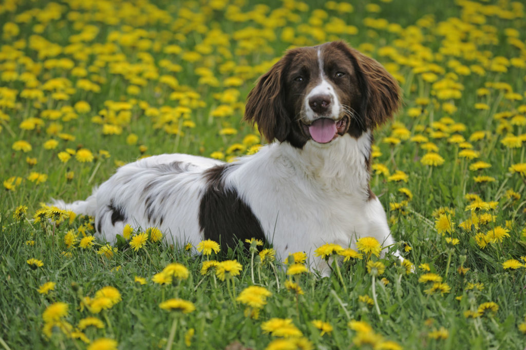 english springer spaniel_2