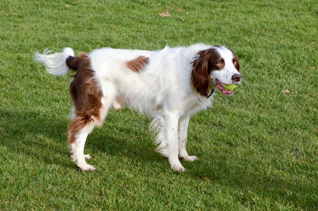 english springer spaniel com brinquedo na boca