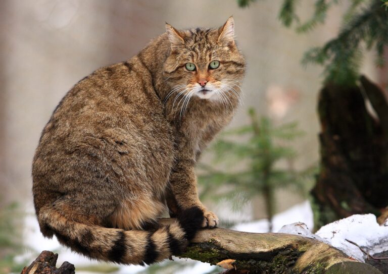 gato selvagem europeu em floresta com neve