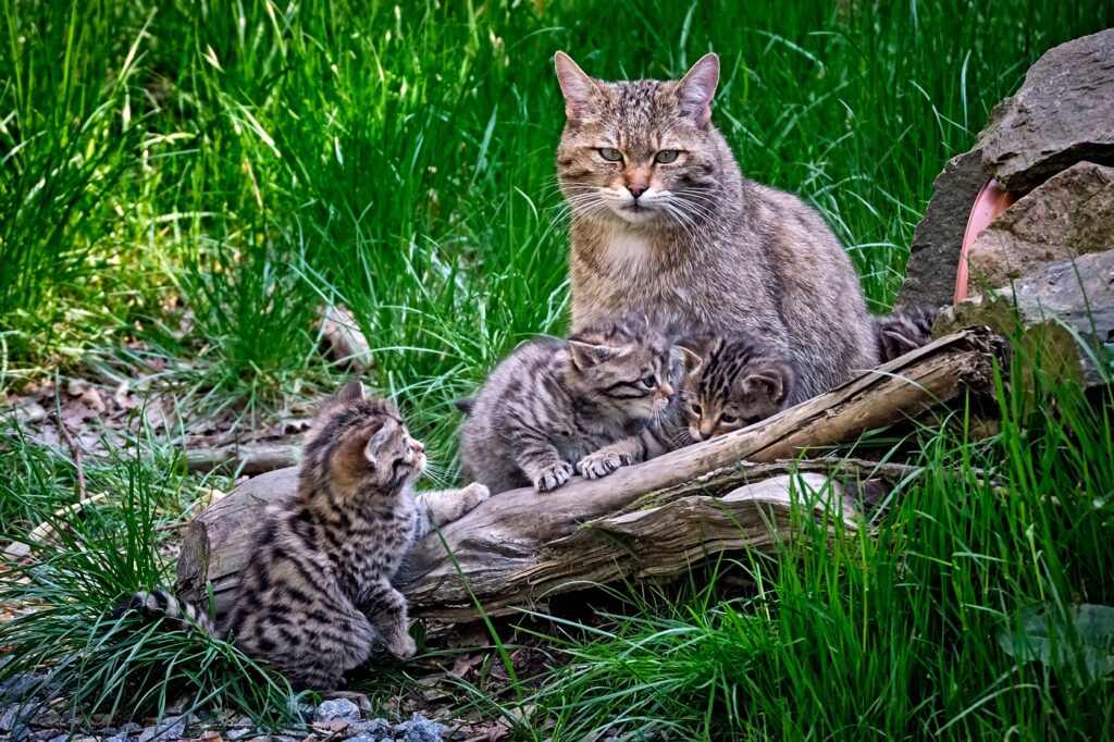 gato selvagem europeu com filhotes na natureza