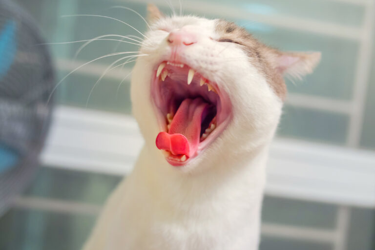 gengivite nos gatos_1 gato branco com a boca aberta e gengivas vermelhas