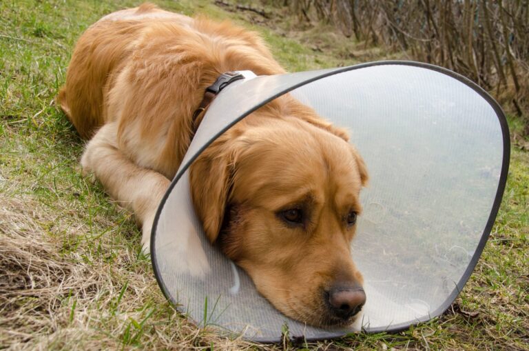 hot spot canino_1 golden retriver com hot spot com uma gola