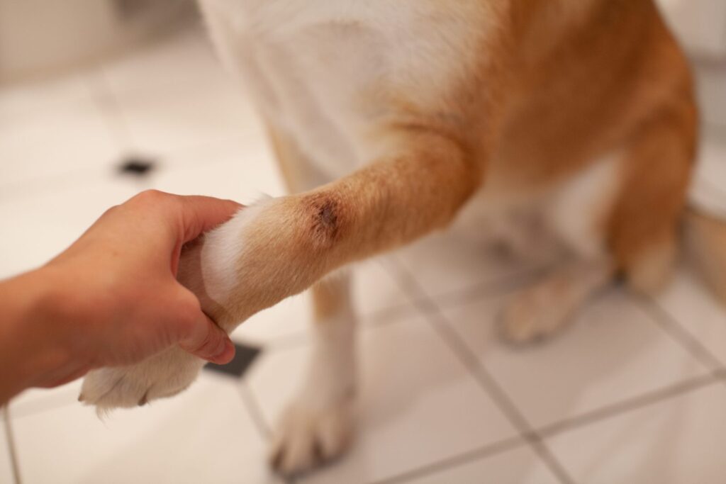 cão com hot spot na parte dianteira da perna