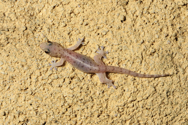 Asiatischer Hausgecko (Hemidactylus frenatus) – Common house gecko / Sri Lanka lagartixa doméstica tropical numa parede amarela