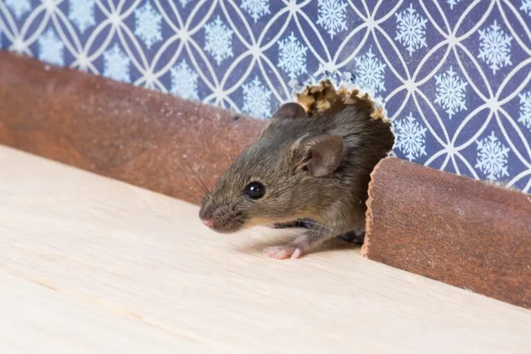ratos em casa_1 rato a entrar por um buraco na parede