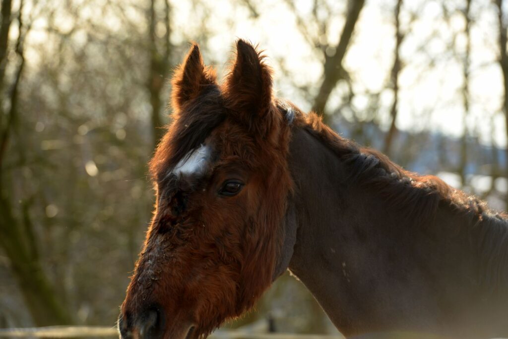 cavalo com sinais de hirsutismo