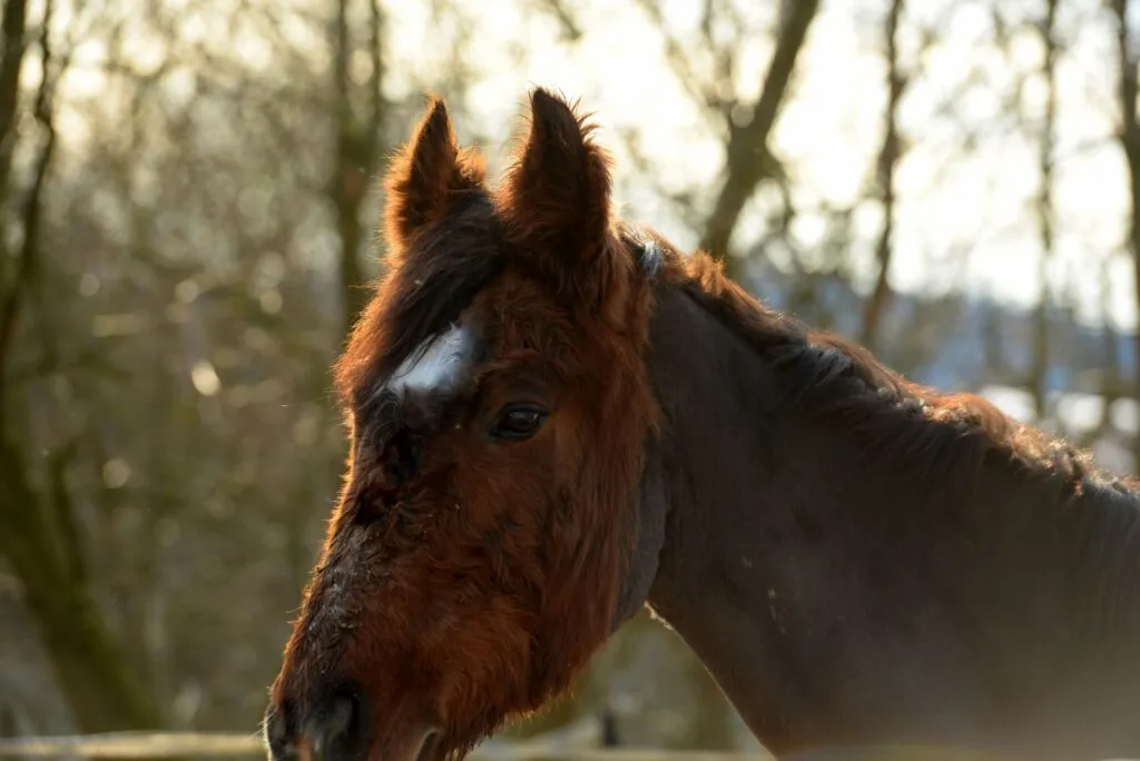 síndrome de cushing em cavalos_2 cavalo com sinais de hirsutismo