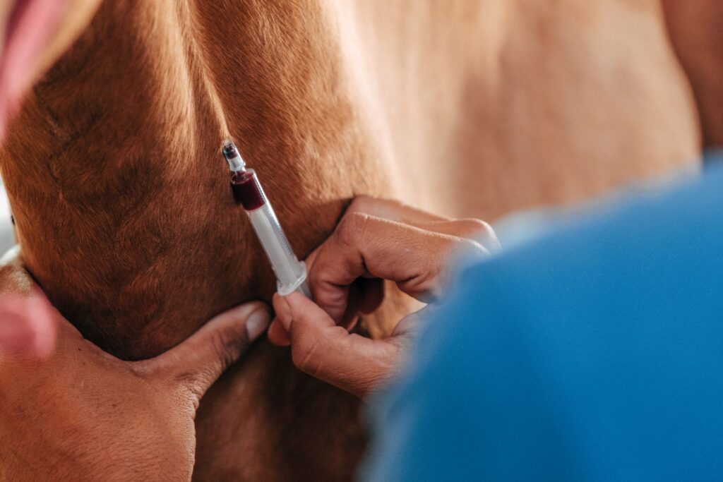 veterinário a tirar sangue a um cavalo