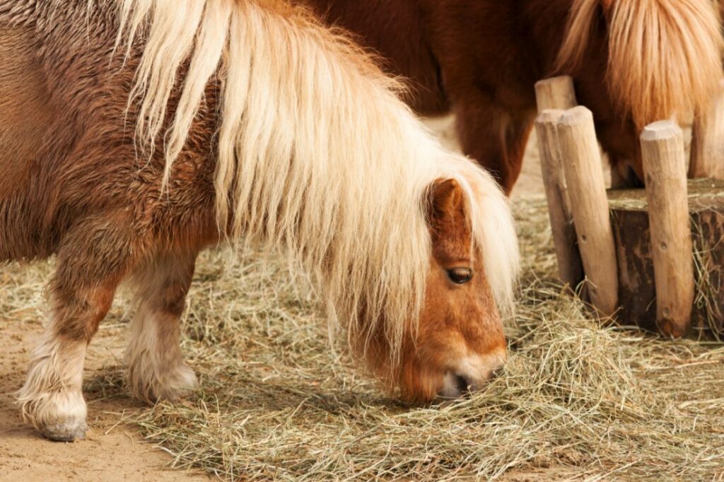 pony shetland a comer feno