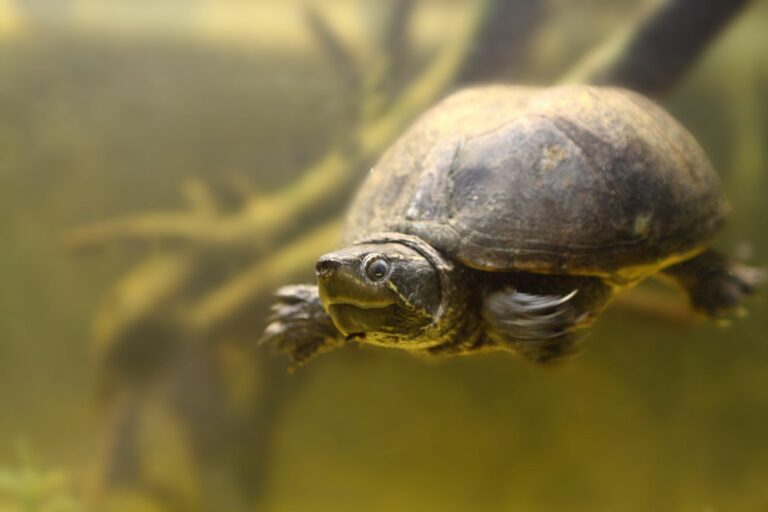 tartaruga-almiscarada a nadar no aquário