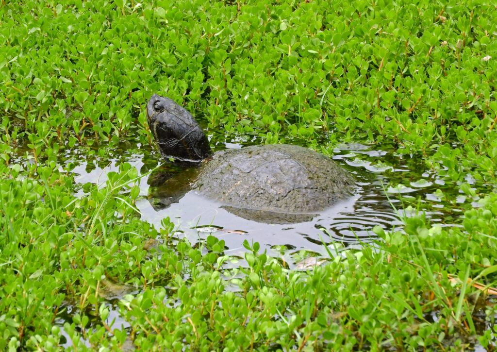 tartaruga-almiscarada num lago