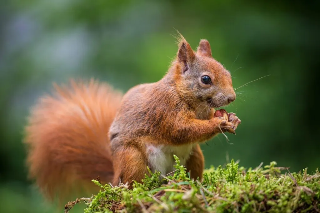 squirrel eats a nut