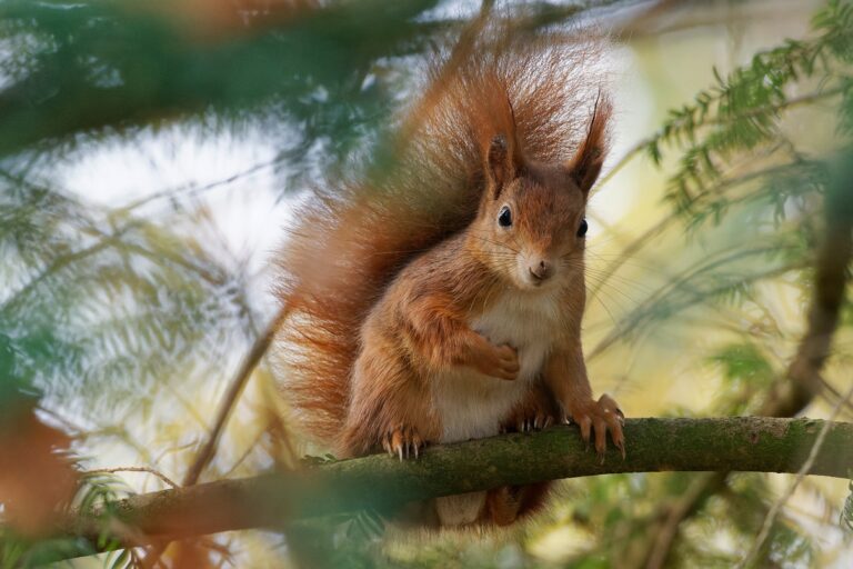 Esquilo-vermelho num ramo de árvore