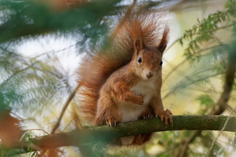 Eurasisches Eichhörnchen, Eichhörnchen, Eichkater, Sciurus vulgaris Esquilo-vermelho num ramo de árvore