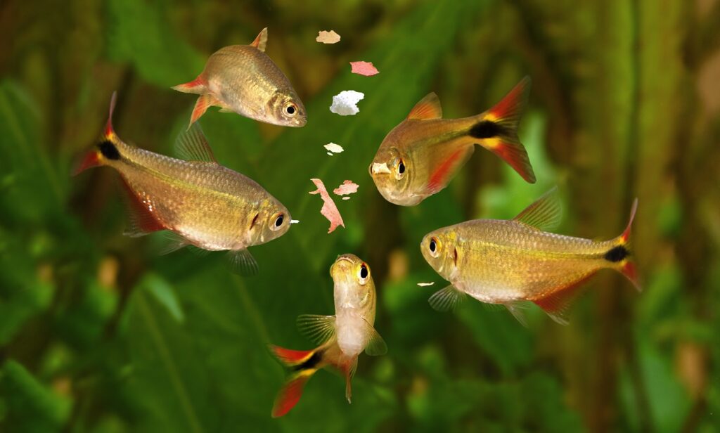 feeding swarm buenos aires tetra aquarium fish eating flake food