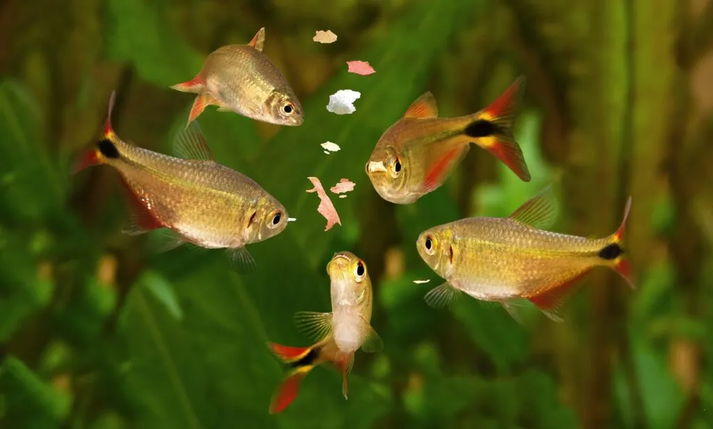 feeding swarm buenos aires tetra aquarium fish eating flake food